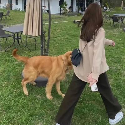 仙宠